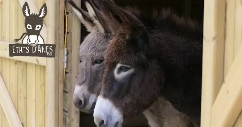 L'état d'ânes, de ezelboerderij in Treignes